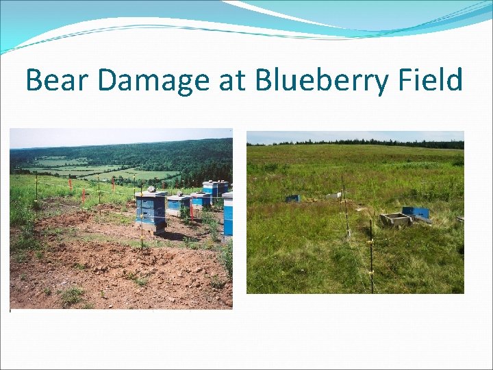 Bear Damage at Blueberry Field 