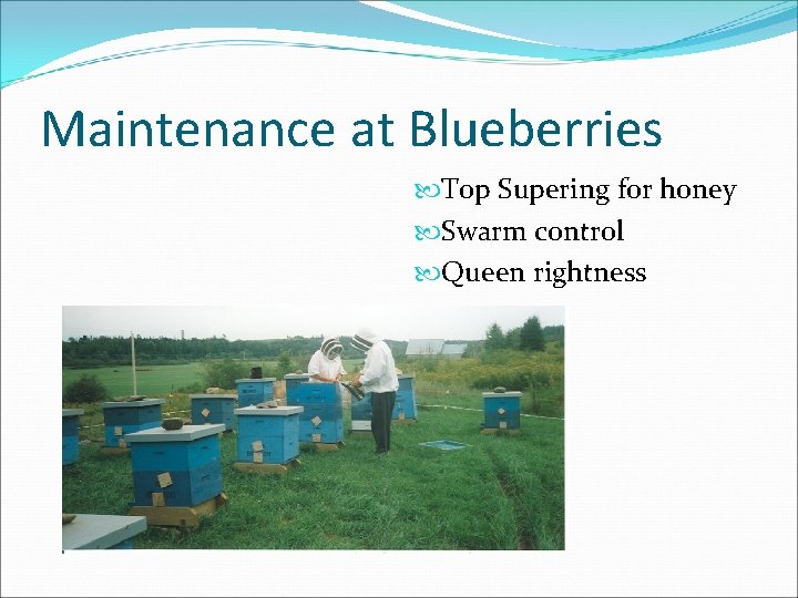 Maintenance at Blueberries Top Supering for honey Swarm control Queen rightness 
