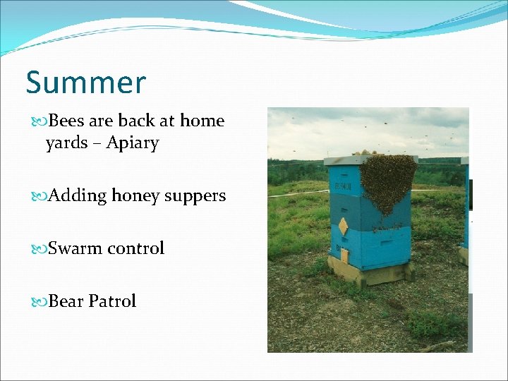 Summer Bees are back at home yards – Apiary Adding honey suppers Swarm control