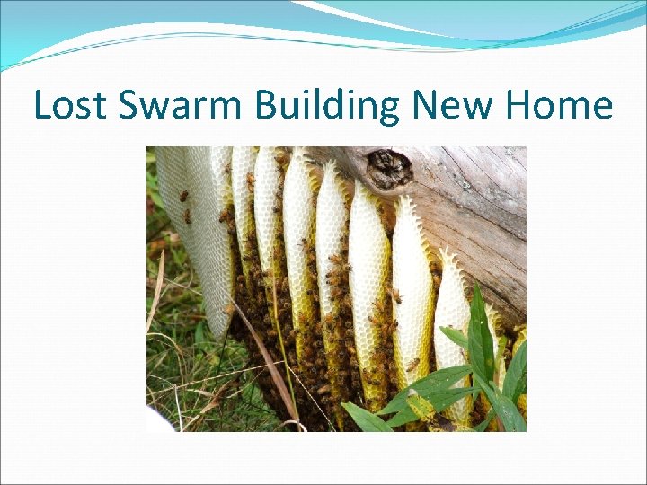 Lost Swarm Building New Home 