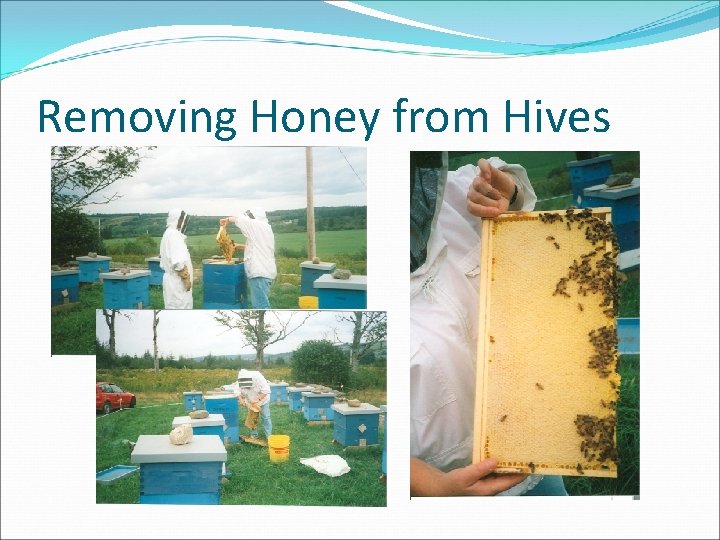 Removing Honey from Hives 