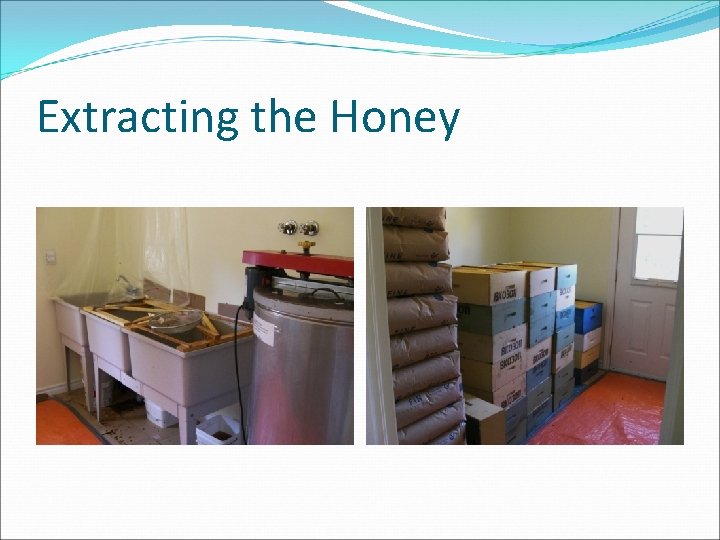 Extracting the Honey 