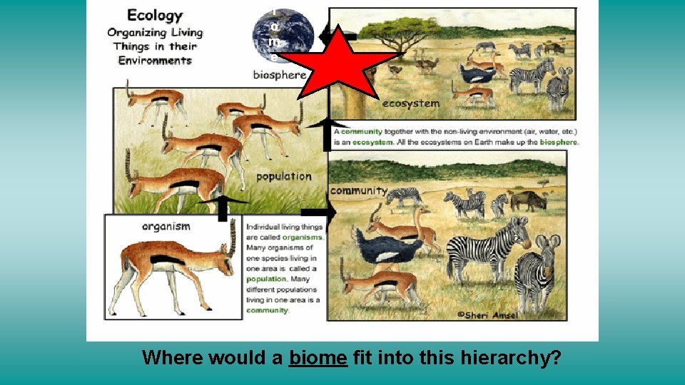 i o m e Where would a biome fit into this hierarchy? 