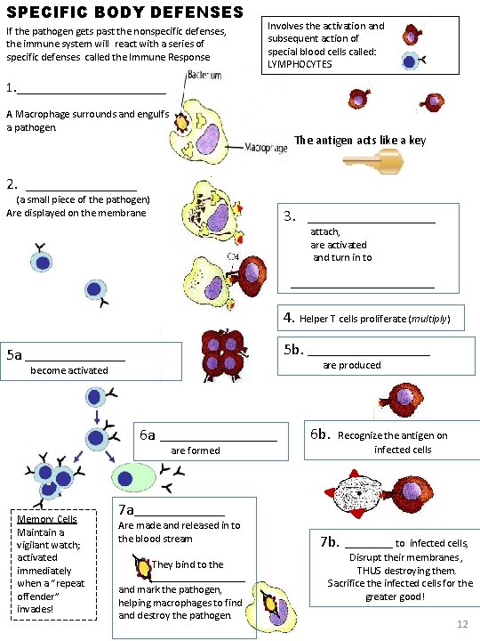 SPECIFIC BODY DEFENSES Involves the activation and subsequent action of special blood cells called: