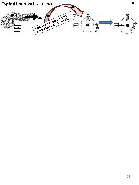 8 Typical hormonal sequence Pancreas Secretes Insulin E TH Y B EM ED SYST