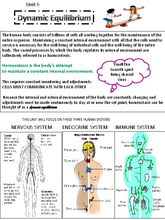 Unit 6 Dynamic Equilibrium The human body consists of trillions of cells all working