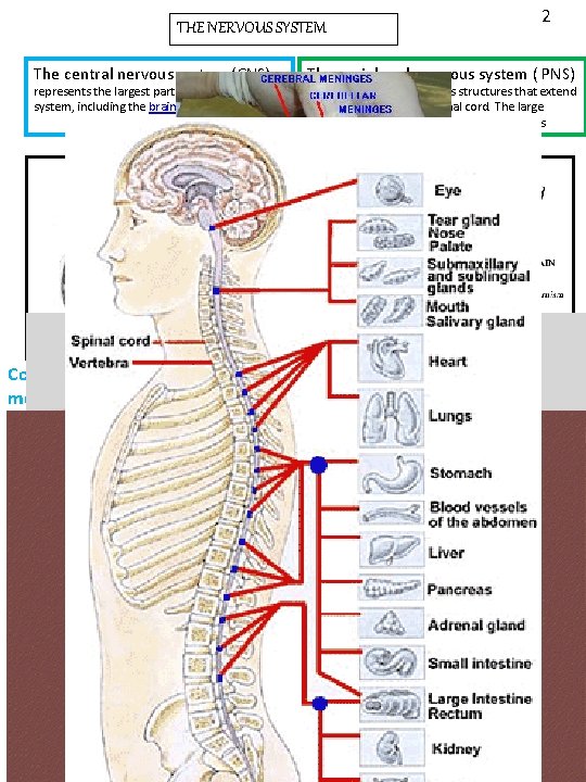 THE NERVOUS SYSTEM The central nervous system (CNS) represents the largest part of the