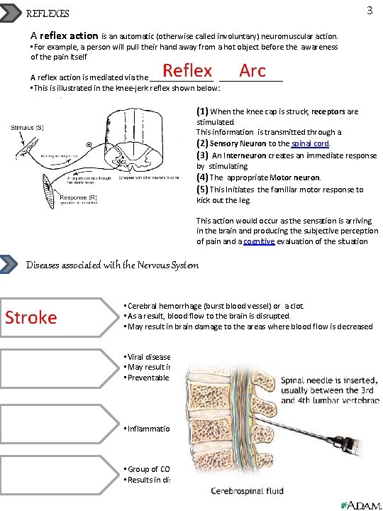 3 REFLEXES A reflex action is an automatic (otherwise called involuntary) neuromuscular action. •