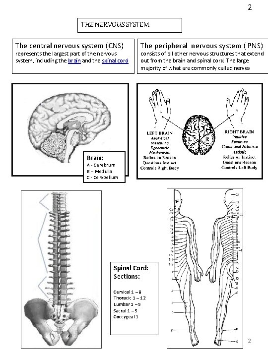 2 THE NERVOUS SYSTEM The central nervous system (CNS) represents the largest part of