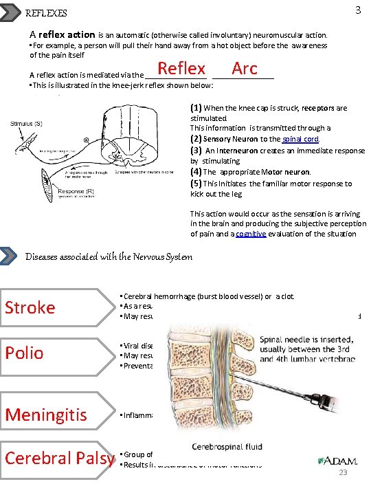 3 REFLEXES A reflex action is an automatic (otherwise called involuntary) neuromuscular action. •