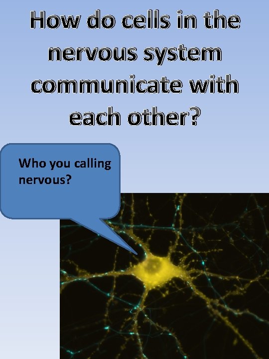 How do cells in the nervous system communicate with each other? Who you calling
