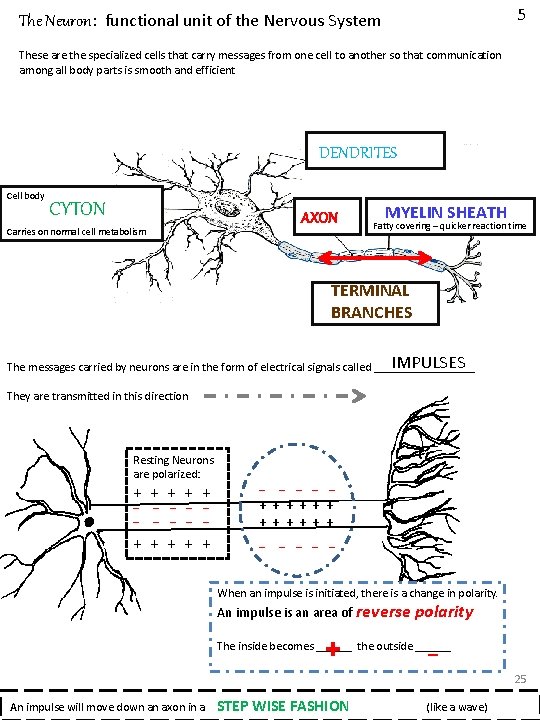 5 The Neuron: functional unit of the Nervous System These are the specialized cells