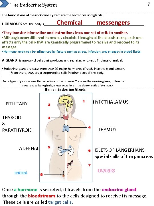 7 The Endocrine System The foundations of the endocrine system are the hormones and