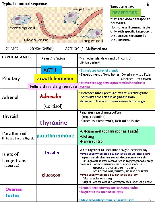 Typical hormonal sequence Target cells have 8 RECEPTORS __________ that latch onto only specific