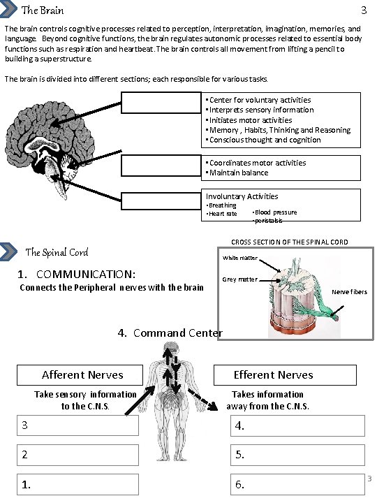 3 The Brain The brain controls cognitive processes related to perception, interpretation, imagination, memories,