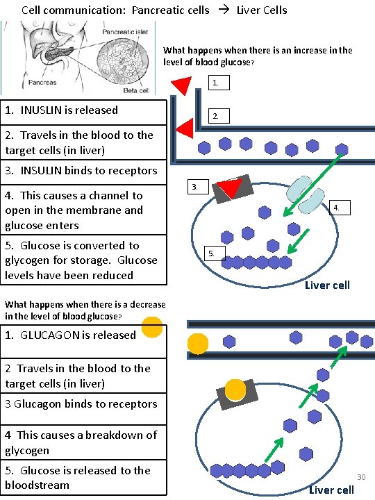 Cell communication: Pancreatic cells Liver Cells What happens when there is an increase in