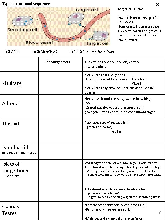 8 Typical hormonal sequence Target cells have __________ that latch onto only specific hormones.