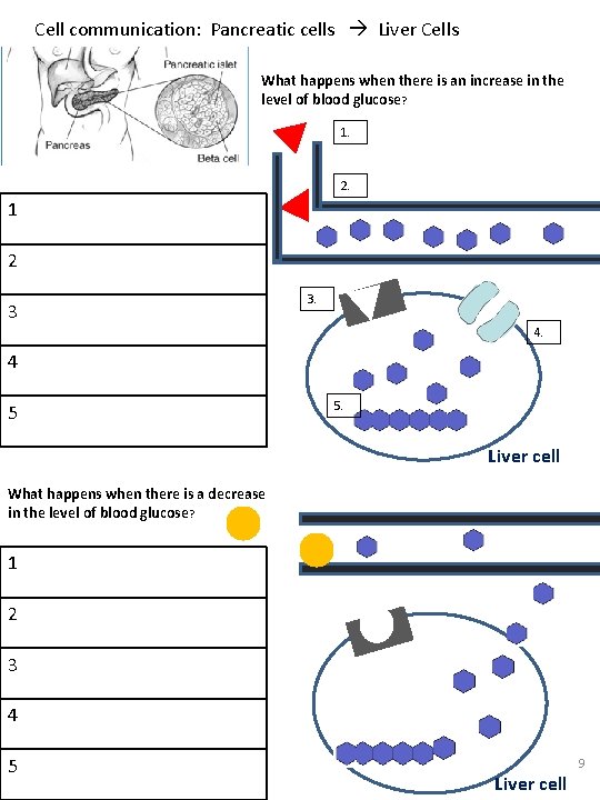 Cell communication: Pancreatic cells Liver Cells What happens when there is an increase in