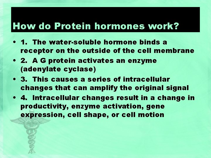 How do Protein hormones work? • 1. The water-soluble hormone binds a receptor on