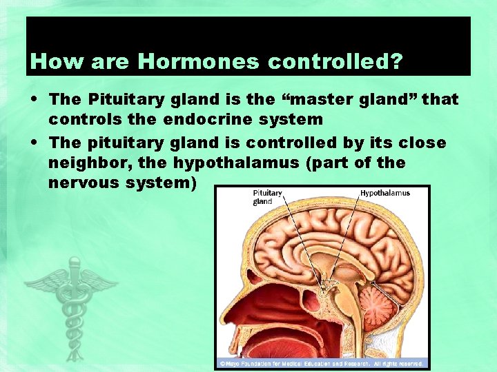 How are Hormones controlled? • The Pituitary gland is the “master gland” that controls