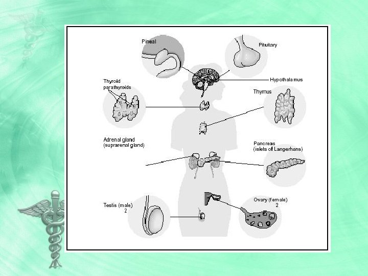 The Endocrine System Communication throughout the body What