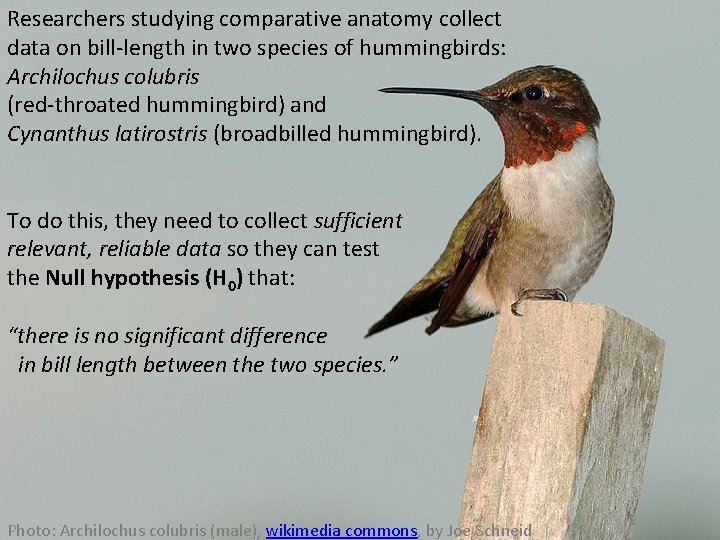 Researchers studying comparative anatomy collect data on bill-length in two species of hummingbirds: Archilochus