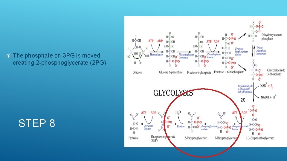  The phosphate on 3 PG is moved creating 2 -phosphoglycerate (2 PG) STEP