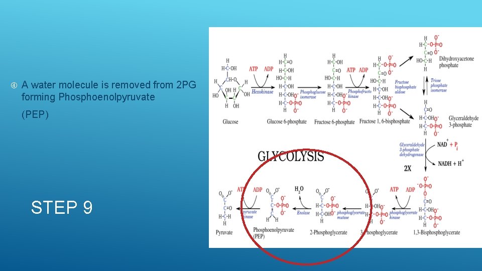  A water molecule is removed from 2 PG forming Phosphoenolpyruvate (PEP) STEP 9