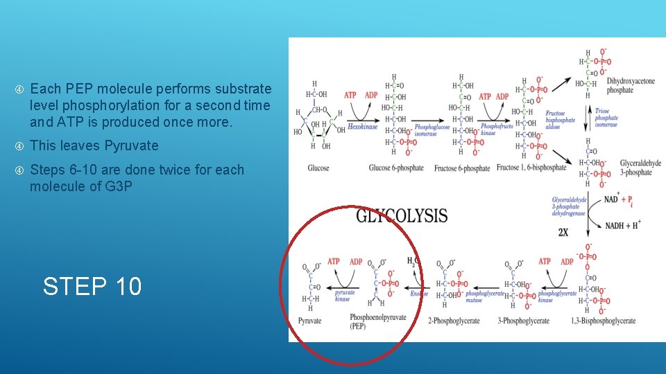  Each PEP molecule performs substrate level phosphorylation for a second time and ATP