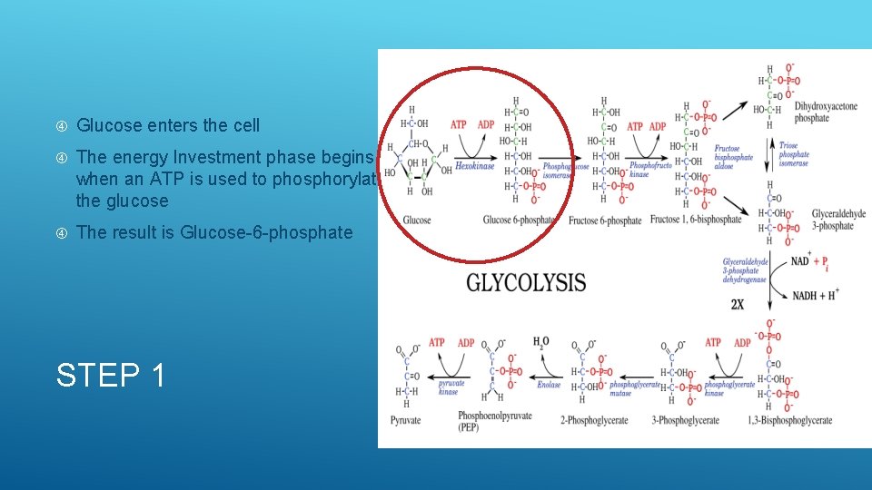  Glucose enters the cell The energy Investment phase begins when an ATP is