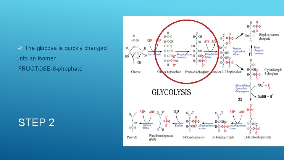  The glucose is quickly changed Into an isomer FRUCTOSE-6 -phophate STEP 2 