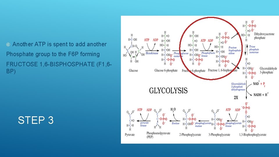  Another ATP is spent to add another Phosphate group to the F 6