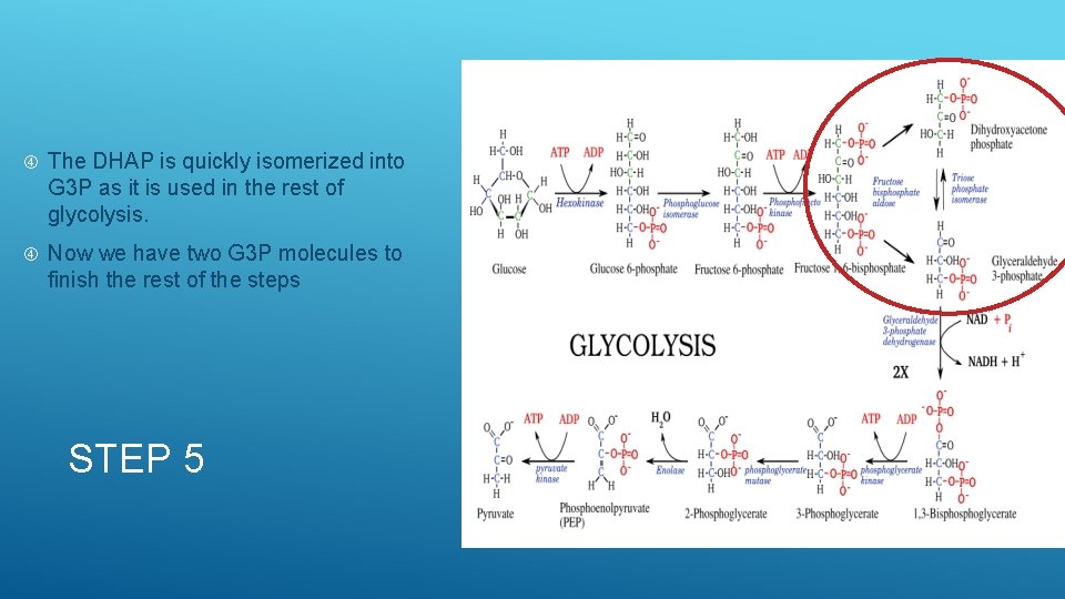  The DHAP is quickly isomerized into G 3 P as it is used
