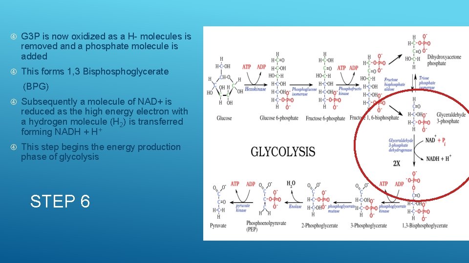  G 3 P is now oxidized as a H- molecules is removed and