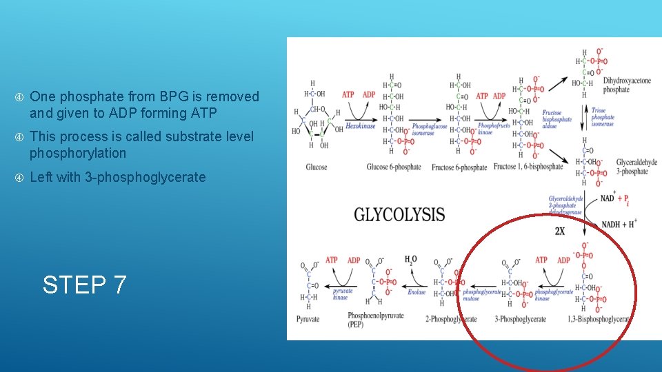  One phosphate from BPG is removed and given to ADP forming ATP This