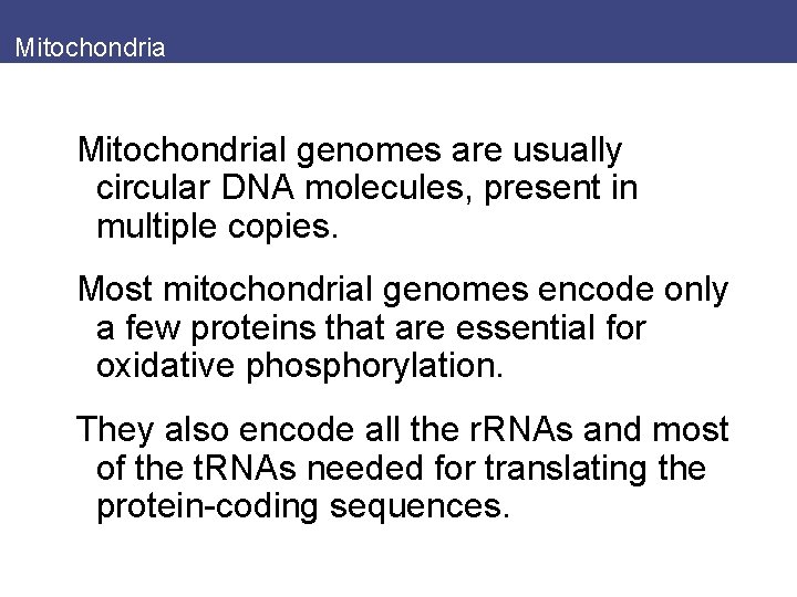 Mitochondrial genomes are usually circular DNA molecules, present in multiple copies. Most mitochondrial genomes