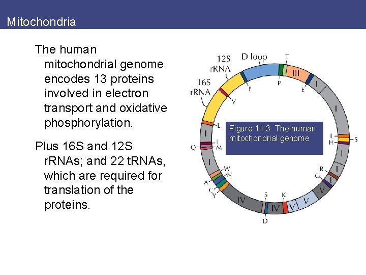 Mitochondria The human mitochondrial genome encodes 13 proteins involved in electron transport and oxidative