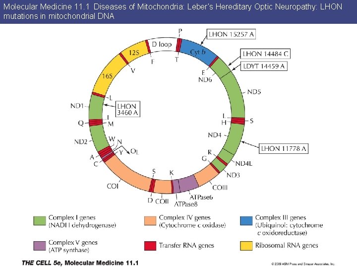Molecular Medicine 11. 1 Diseases of Mitochondria: Leber’s Hereditary Optic Neuropathy: LHON mutations in