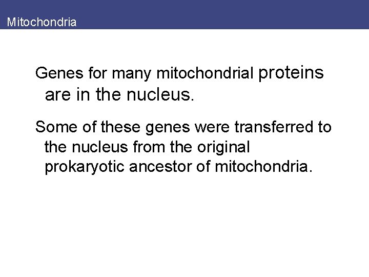 Mitochondria Genes for many mitochondrial proteins are in the nucleus. Some of these genes
