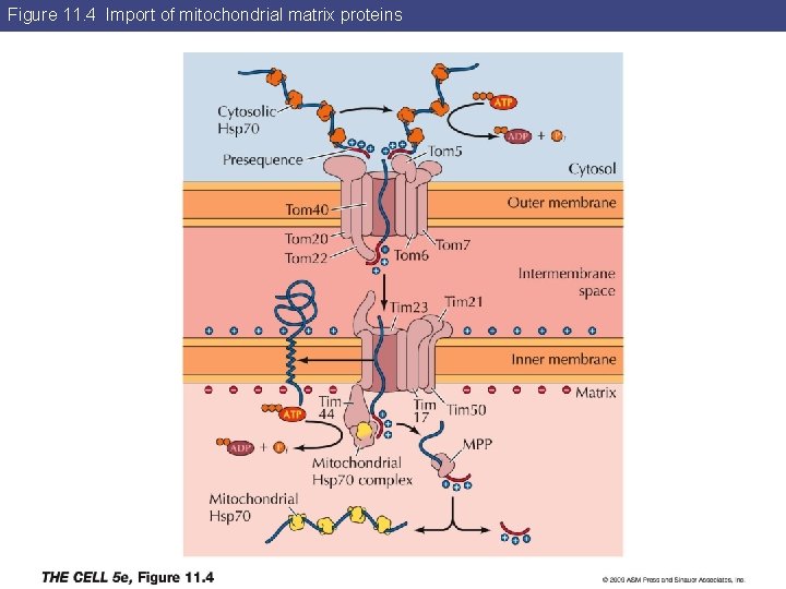 Figure 11. 4 Import of mitochondrial matrix proteins 