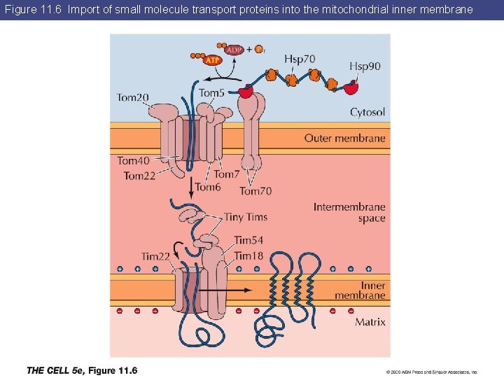 Figure 11. 6 Import of small molecule transport proteins into the mitochondrial inner membrane