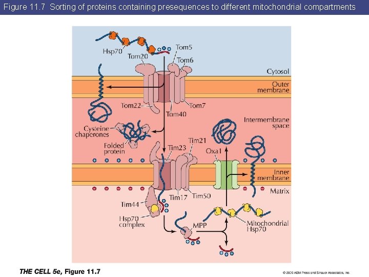 Figure 11. 7 Sorting of proteins containing presequences to different mitochondrial compartments 