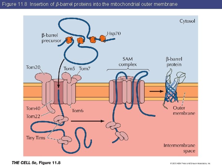 Figure 11. 8 Insertion of β-barrel proteins into the mitochondrial outer membrane 
