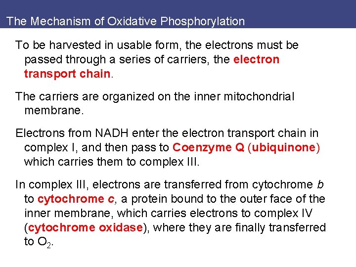 The Mechanism of Oxidative Phosphorylation To be harvested in usable form, the electrons must