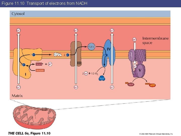 Figure 11. 10 Transport of electrons from NADH 