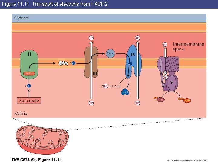Figure 11. 11 Transport of electrons from FADH 2 