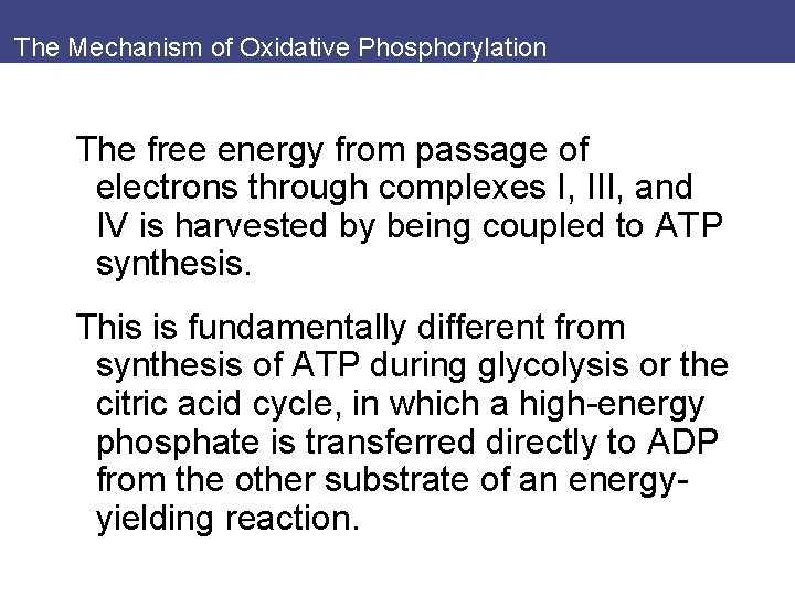 The Mechanism of Oxidative Phosphorylation The free energy from passage of electrons through complexes