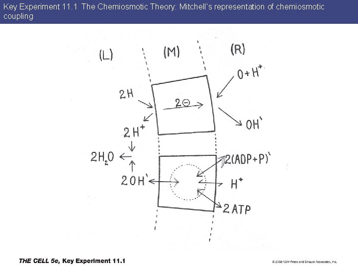 Key Experiment 11. 1 The Chemiosmotic Theory: Mitchell’s representation of chemiosmotic coupling 