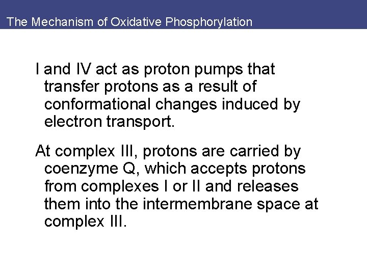 The Mechanism of Oxidative Phosphorylation I and IV act as proton pumps that transfer