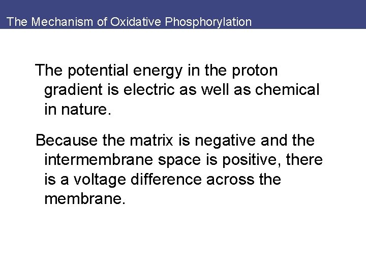 The Mechanism of Oxidative Phosphorylation The potential energy in the proton gradient is electric